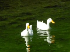 River guests